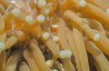 Mushroom Coral Shrimp